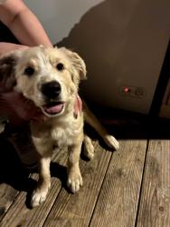 Found/Stray Female Dog last seen Hidden oaks rd. off milligan hwy johnson city tn, Johnson City, TN 37601
