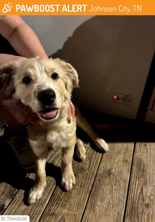Found/Stray Female Dog last seen Hidden oaks rd. off milligan hwy johnson city tn, Johnson City, TN 37601