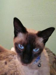 Lost Male Cat last seen Hemlock street, Oxnard, CA 93035
