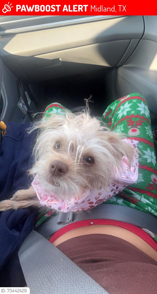 Lost Female Dog last seen Beal Park Area, Midland, TX 79703