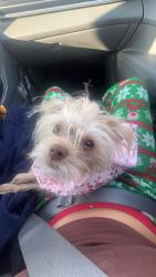 Lost Female Dog last seen Beal Park Area, Midland, TX 79703