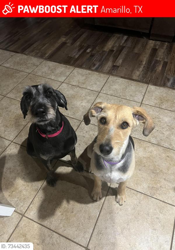 Lost Female Dog last seen City view area, Amarillo, TX 79118