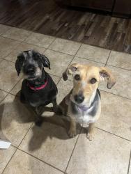 Lost Female Dog last seen City view area, Amarillo, TX 79118