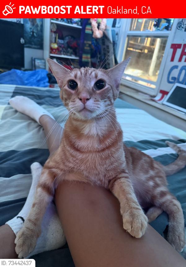 Lost Male Cat last seen 11th avenue, Oakland, CA 94606
