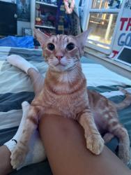 Lost Male Cat last seen 11th avenue, Oakland, CA 94606