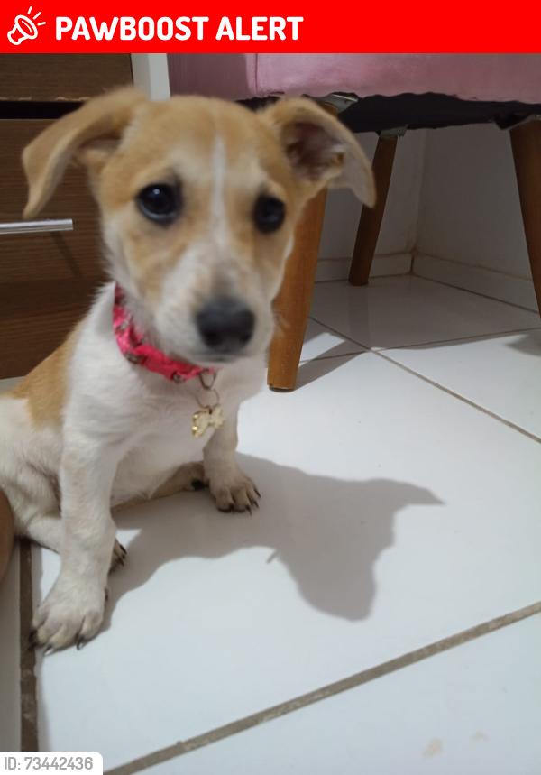 Lost Female Dog last seen Atrás do komprao koash, Areias Pequenas, SC 89245-000
