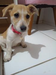 Lost Female Dog last seen Atrás do komprao koash, Areias Pequenas, SC 89245-000
