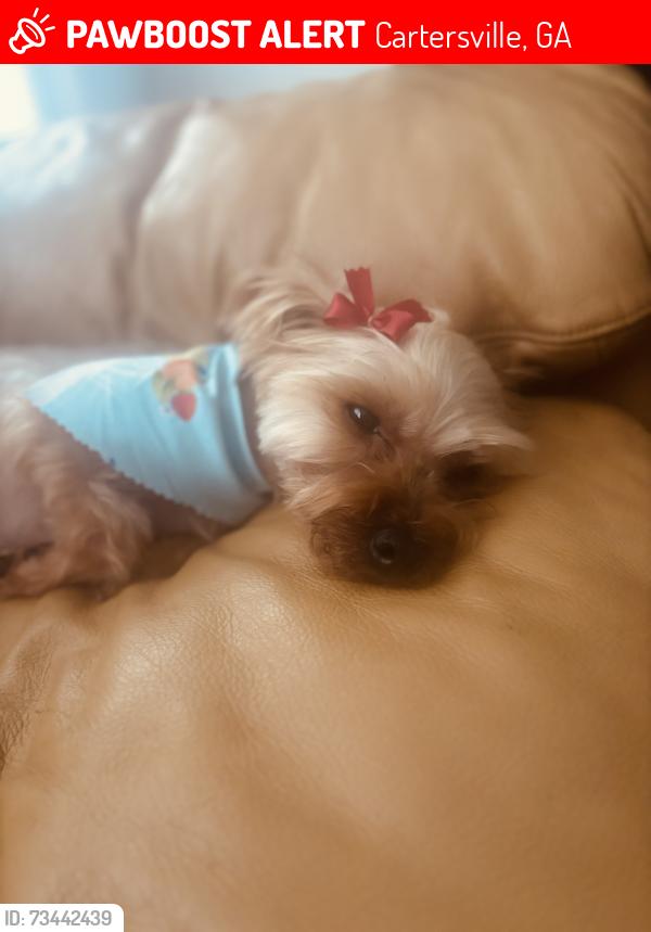 Lost Female Dog last seen Old mill road, Cartersville, GA 30120