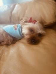 Lost Female Dog last seen Old mill road, Cartersville, GA 30120