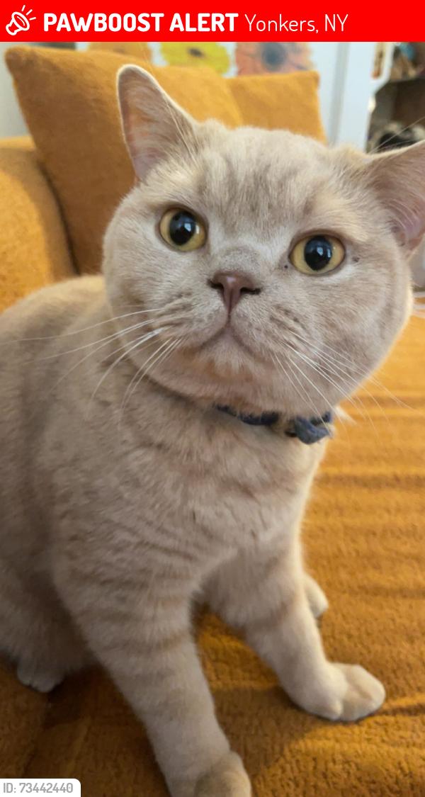 Lost Male Cat last seen Near montague st, Yonkers, NY 10703