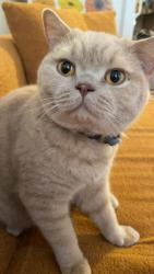 Lost Male Cat last seen Near montague st, Yonkers, NY 10703