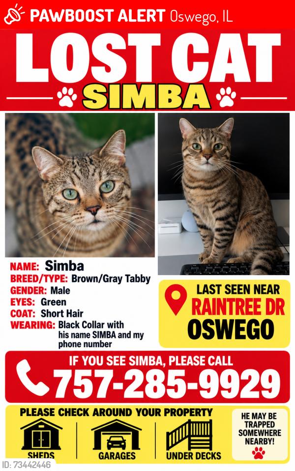 Lost Male Cat last seen Raintree Dr, Oswego, IL 60543