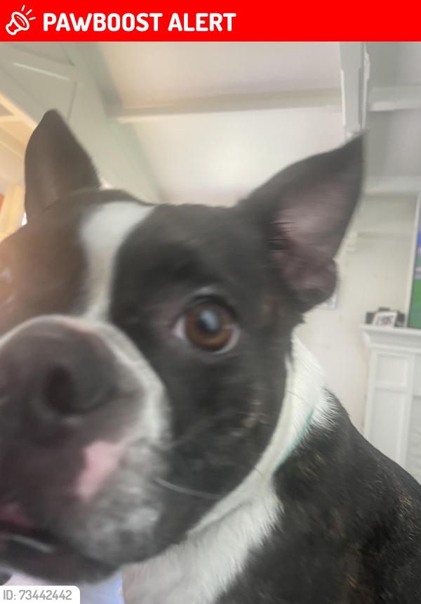 Lost Female Dog last seen Crest Ave at 13 St HB,ca 92648, Huntington Beach, CA 92648