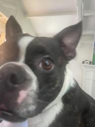 Lost Female Dog last seen Crest Ave at 13 St HB,ca 92648, Huntington Beach, CA 92648
