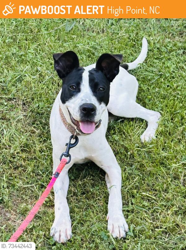 Found/Stray Female Dog last seen Msyberry, High Point, NC 27262