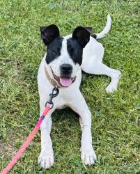 Found/Stray Female Dog last seen Msyberry, High Point, NC 27262