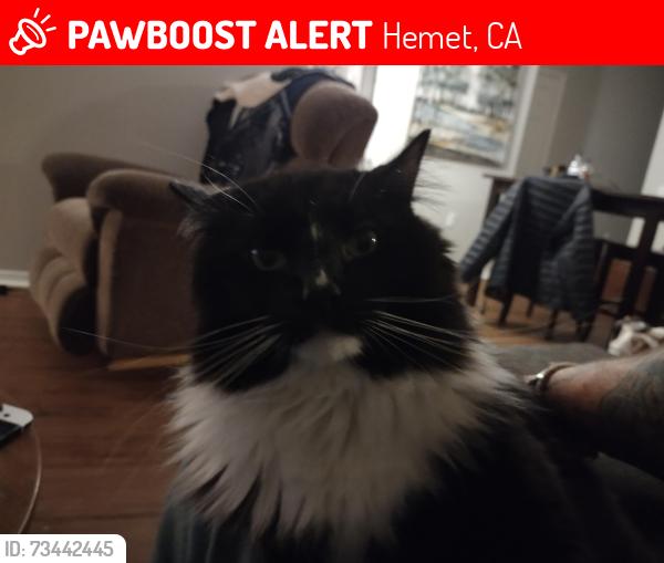 Lost Male Cat last seen Seven hills golf course, Hemet, CA 92545