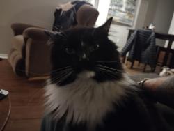 Lost Male Cat last seen Seven hills golf course, Hemet, CA 92545