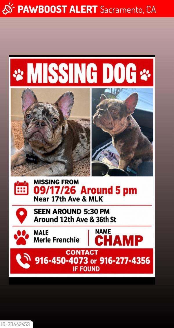 Lost Male Dog last seen 12th ave and 36th, Sacramento, CA 95817