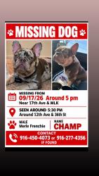 Lost Male Dog last seen 12th ave and 36th, Sacramento, CA 95817