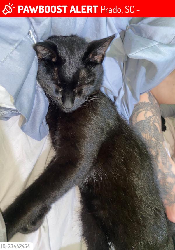 Lost Female Cat last seen Treze de maio 1249, Prado, SC 88160-000