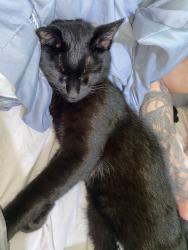 Lost Female Cat last seen Treze de maio 1249, Prado, SC 88160-000