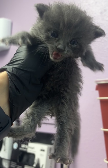 Shelter Stray Female Cat last seen Near McRae Blvd, CITY of El Paso, TX, 5001 Fred Wilson Ave, El Paso, TX 79906, USA