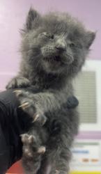Shelter Stray Female Cat last seen Near McRae Blvd, CITY of El Paso, TX, 5001 Fred Wilson Ave, El Paso, TX 79906, USA