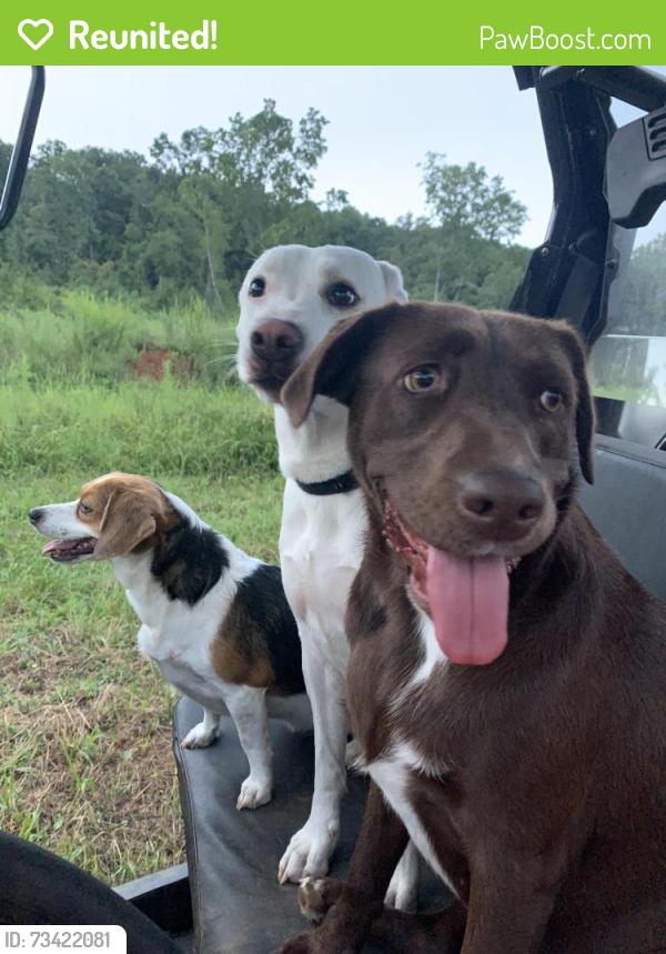 Reunited Female Dog last seen Hwy 23 and Hwy 11, Springville, AL 35146