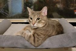 Lost Male Cat last seen Near Baltimore Drive, Orlando, FL 32810
