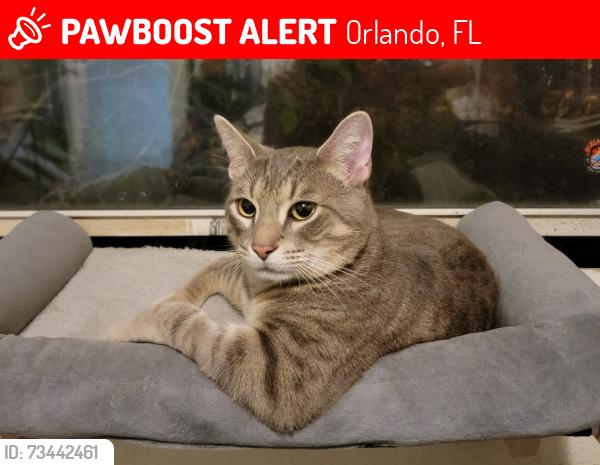 Lost Male Cat last seen Near Baltimore Drive, Orlando, FL 32810