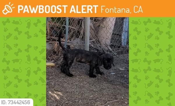 Found/Stray Unknown Dog last seen Valley & Beech, Fontana, CA 92334