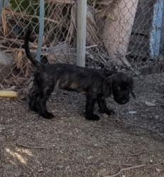 Found/Stray Unknown Dog last seen Valley & Beech, Fontana, CA 92334