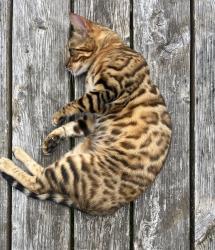 Reunited Male Cat last seen Alabama and View Ridge, Bellingham, WA 98229