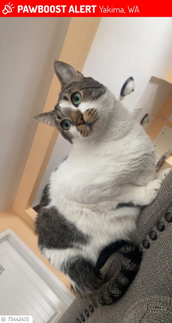 Lost Male Cat last seen N 40th Ave &, River Rd, Yakima, WA 98902