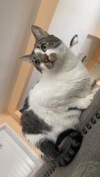 Lost Male Cat last seen N 40th Ave &, River Rd, Yakima, WA 98902