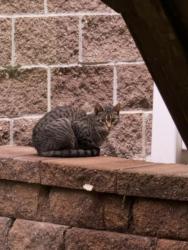 Found/Stray Unknown Cat last seen Next to garbage bins at Eventide on Sheyenne crossing, West Fargo, ND 58078