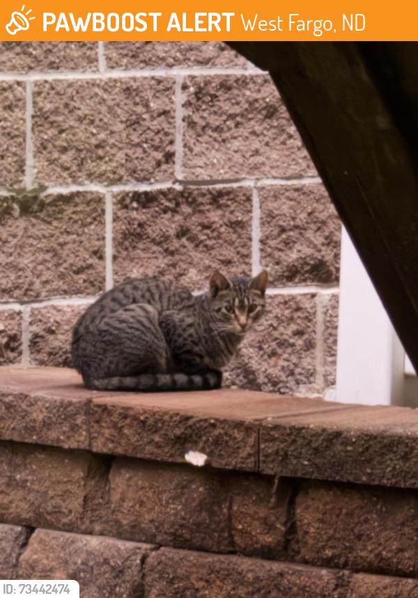 Found/Stray Unknown Cat last seen Next to garbage bins at Eventide on Sheyenne crossing, West Fargo, ND 58078