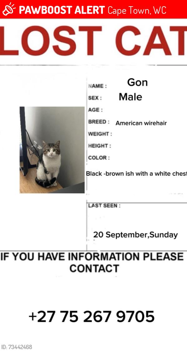 Lost Male Cat last seen Cederberg est, Cape Town, WC 7580