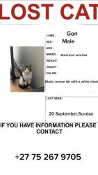 Lost Male Cat last seen Cederberg est, Cape Town, WC 7580