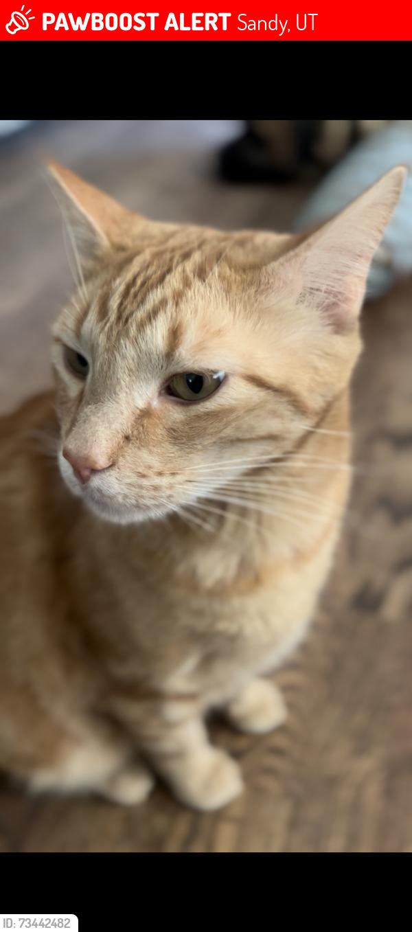 Lost Male Cat last seen North of Hidden Valley park, Sandy, UT 84092