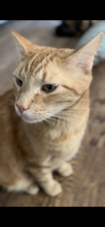 Lost Male Cat last seen North of Hidden Valley park, Sandy, UT 84092