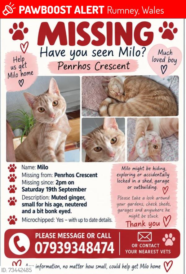 Lost Male Cat last seen Penrhos crescent, Rumney, Wales 