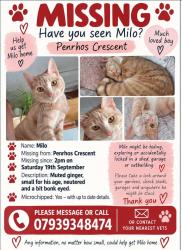 Lost Male Cat last seen Penrhos crescent, Rumney, Wales 