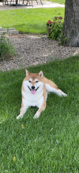 Reunited Male Dog last seen Dublin Ln $ 17th Ave E, Shakopee, MN 55379