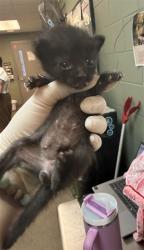 Shelter Stray Male Cat last seen , 2020 Forest St, Jacksonville, FL 32204, USA