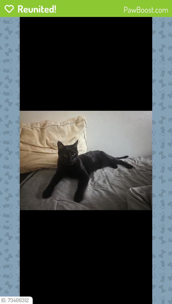 Reunited Male Cat last seen Mclain and oak Hill neighborhood, Escondido, CA 92027