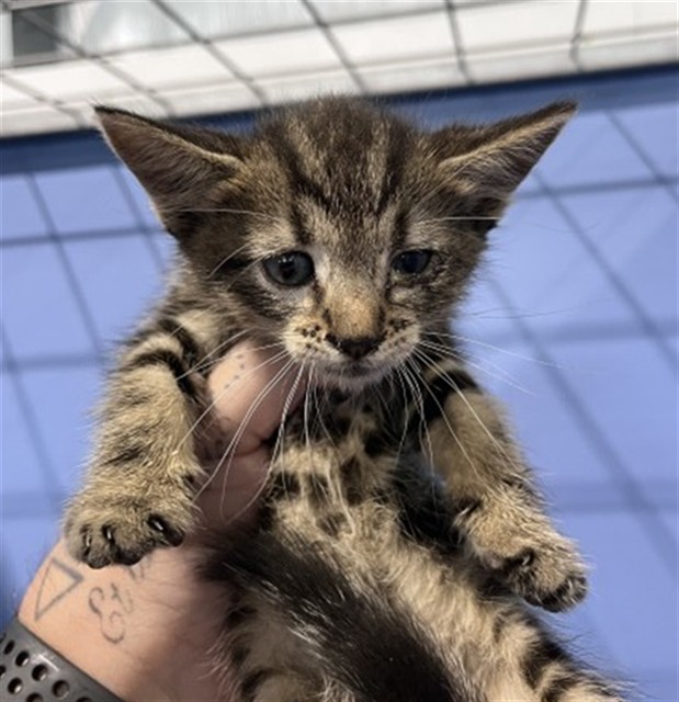 Shelter Stray Female Cat last seen Near BLOCK S 10TH ST, 333 Chandler Pl, San Bernardino, CA 92408, USA