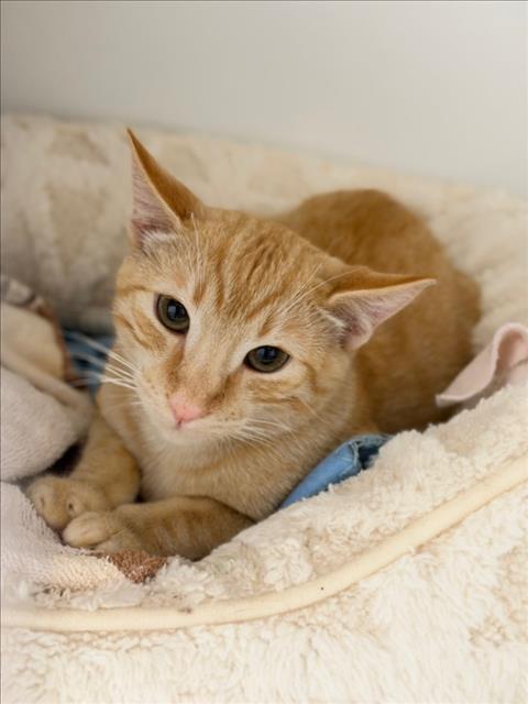 Shelter Stray Female Cat last seen ROCHELLE, 16 Barnes Ct, Hayward, CA 94544, USA