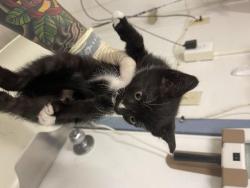 Shelter Stray Male Cat last seen DUNN RD, 16 Barnes Ct, Hayward, CA 94544, USA